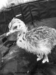 Big Payoff from Big Ostriches