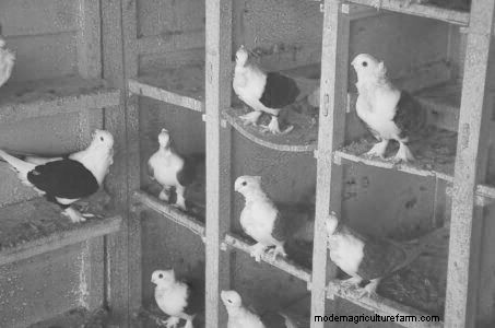How to Train Homing Pigeons