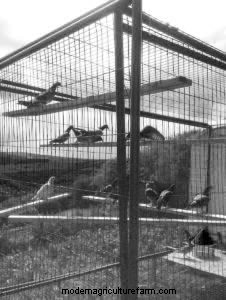 How to Train Homing Pigeons