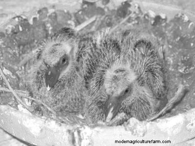 How to Train Homing Pigeons