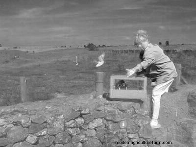 How to Train Homing Pigeons