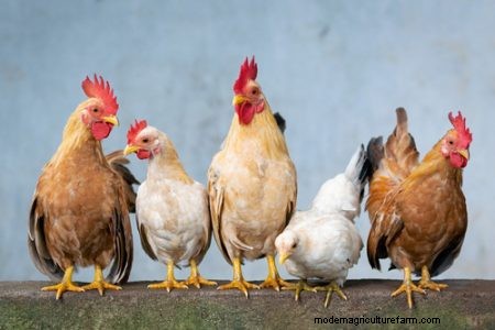 The Holistic Trinity – Apple Cider Vinegar, Garlic and DE