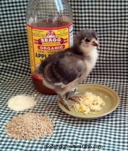 The Holistic Trinity – Apple Cider Vinegar, Garlic and DE