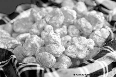 Grow Truffles in the United States