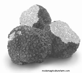 Grow Truffles in the United States
