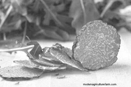 Grow Truffles in the United States