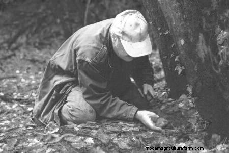 Grow Truffles in the United States