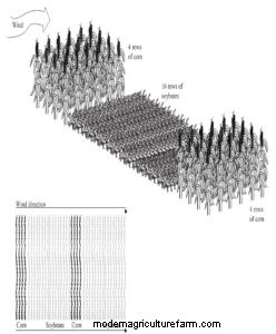 Creating Microclimates With Windbreaks