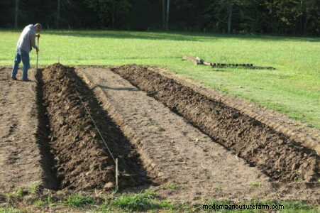 Grow Great Garlic: Tips from Years of Growing