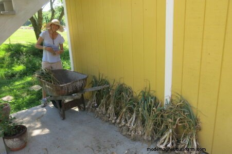 Grow Great Garlic: Tips from Years of Growing