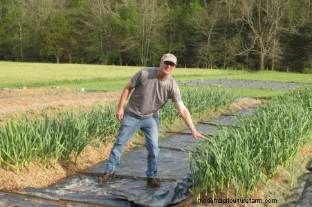 Grow Great Garlic: Tips from Years of Growing