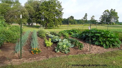 Garden Crop Rotation Simplified