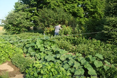 Garden Crop Rotation Simplified
