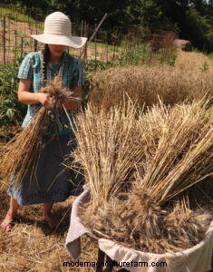 Growing Wheat in Our Garden
