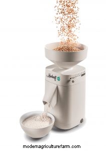 Growing Wheat in Our Garden