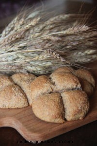 Growing Wheat in Our Garden