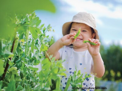 Quick-Growing Vegetables