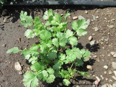 Growing Veggies in Fall and Winter