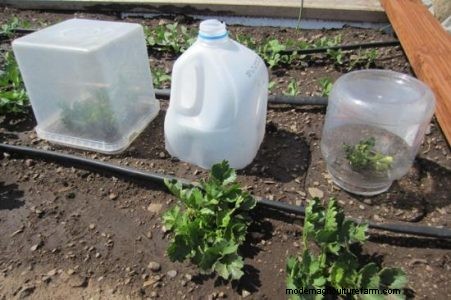 Growing Veggies in Fall and Winter