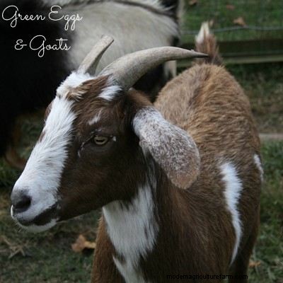 Beulahs Tips for Keeping Goats in the Fence