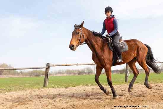 Tips on Learning to Ride a Horse