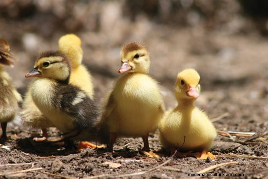 2015 GRIT’s Guide to Raising Farm Animals