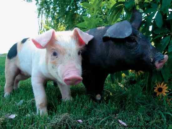 2015 GRIT’s Guide to Raising Farm Animals