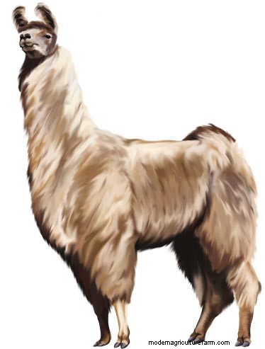 2015 GRIT’s Guide to Raising Farm Animals