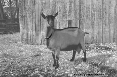 Owning an Oberhasli Goat