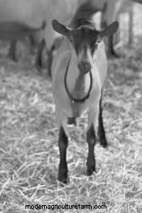 Owning an Oberhasli Goat