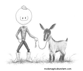 Owning an Oberhasli Goat