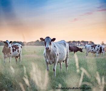 Techniques for Establishing Quality Pasture