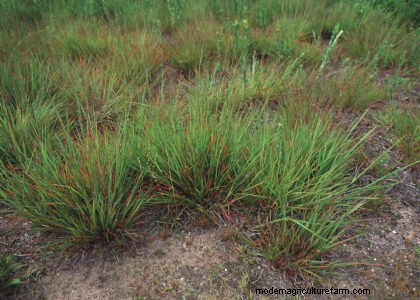 Techniques for Establishing Quality Pasture
