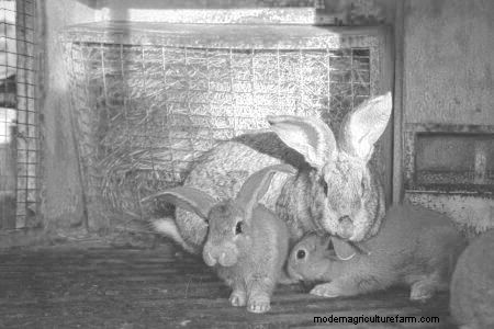 Breeding Meat Rabbits