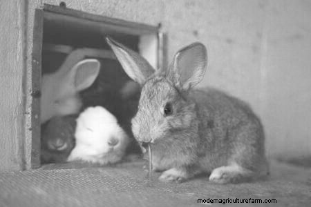 Breeding Meat Rabbits