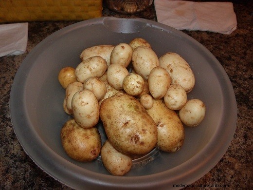 Just Small Potatoes