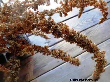 5 Grains to Grow in the Home Garden