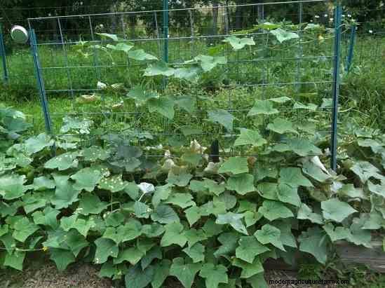 Raised Bed Experiment