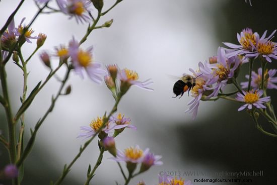 The Basics of Seed Saving