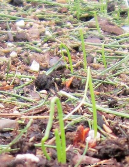 Growing Observations