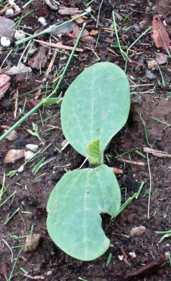 Growing Observations