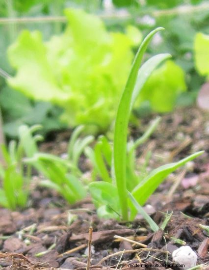 Growing Observations