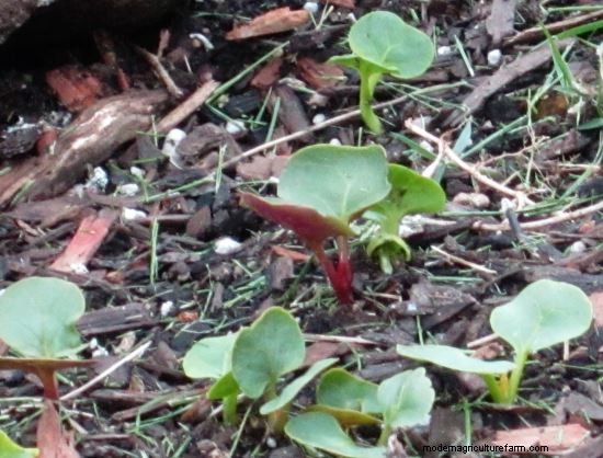 Growing Observations