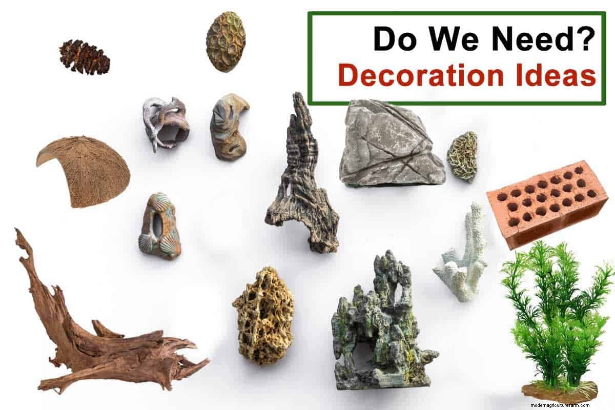 Do We Need Tank Decoration? Simple Ideas