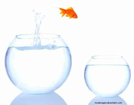 Fish and Shrimp Tank Size – the Second Opinion