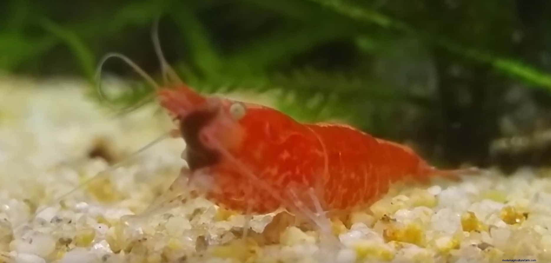 Planaria and Shrimps. How to remove them.