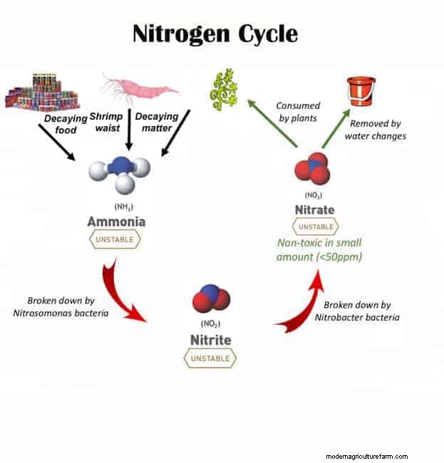 Step-by-Step Cycling your Shrimp Aquarium Fishless