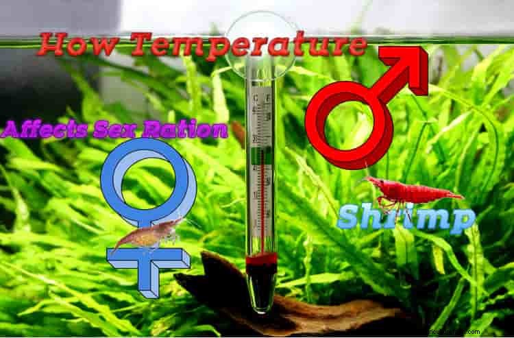 How Temperature Affects Sex Ration of Red Cherry Shrimp