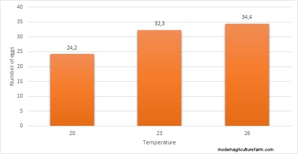How Temperature Affects Sex Ration of Red Cherry Shrimp