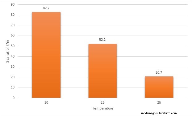 How Temperature Affects Sex Ration of Red Cherry Shrimp